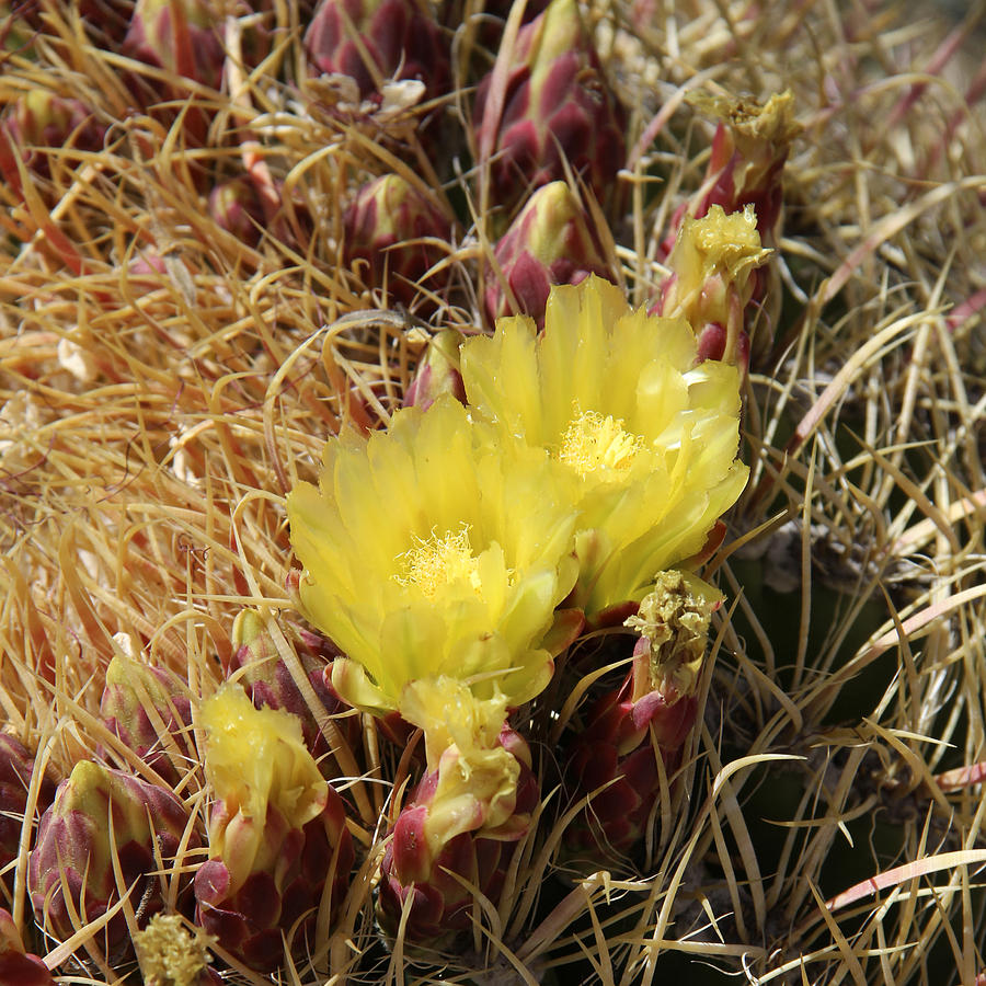 Flowers Still Life Photograph - Cactus Flower in Bloom by Mike McGlothlen