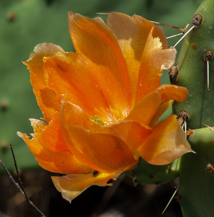 Cactus Flower in Orange Photograph by Toma Caul