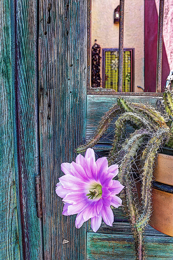 Cactus Flower Photograph by James Capo