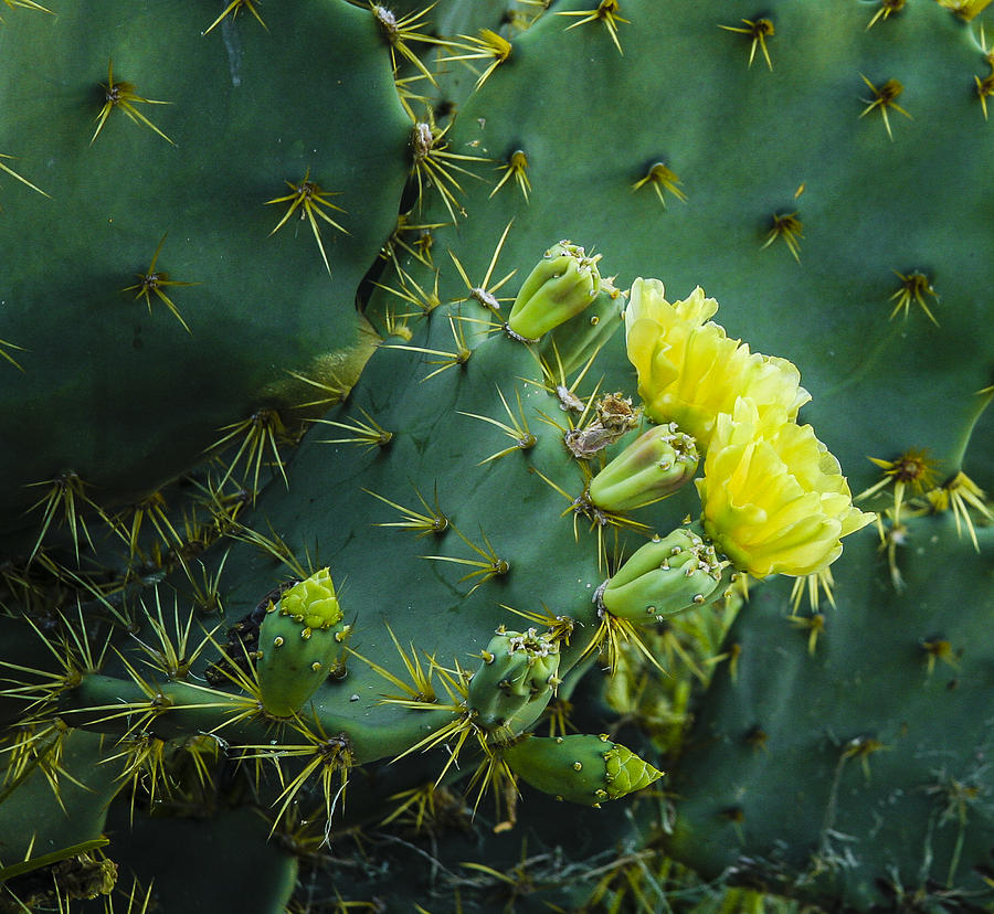 Cactus flower Photograph by Jean Noren