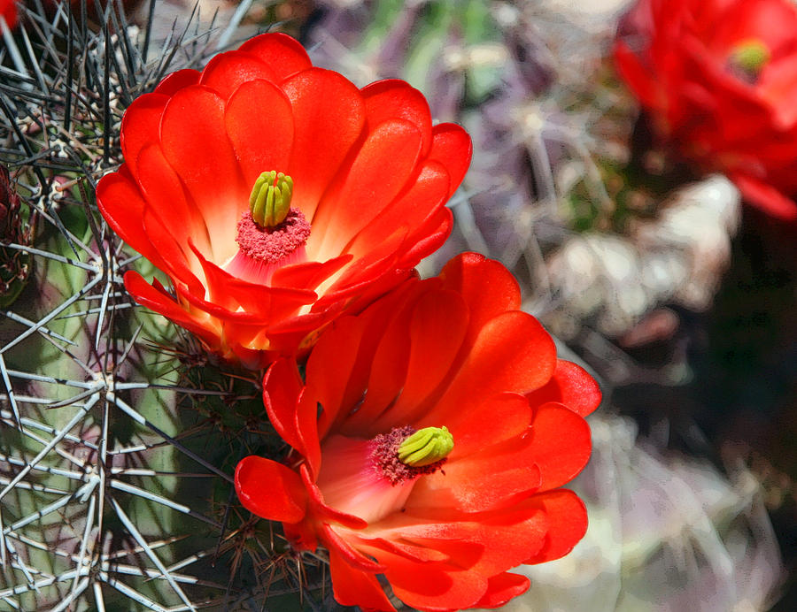 Flowers Still Life Photograph - Cactus Flower by Joe Kozlowski