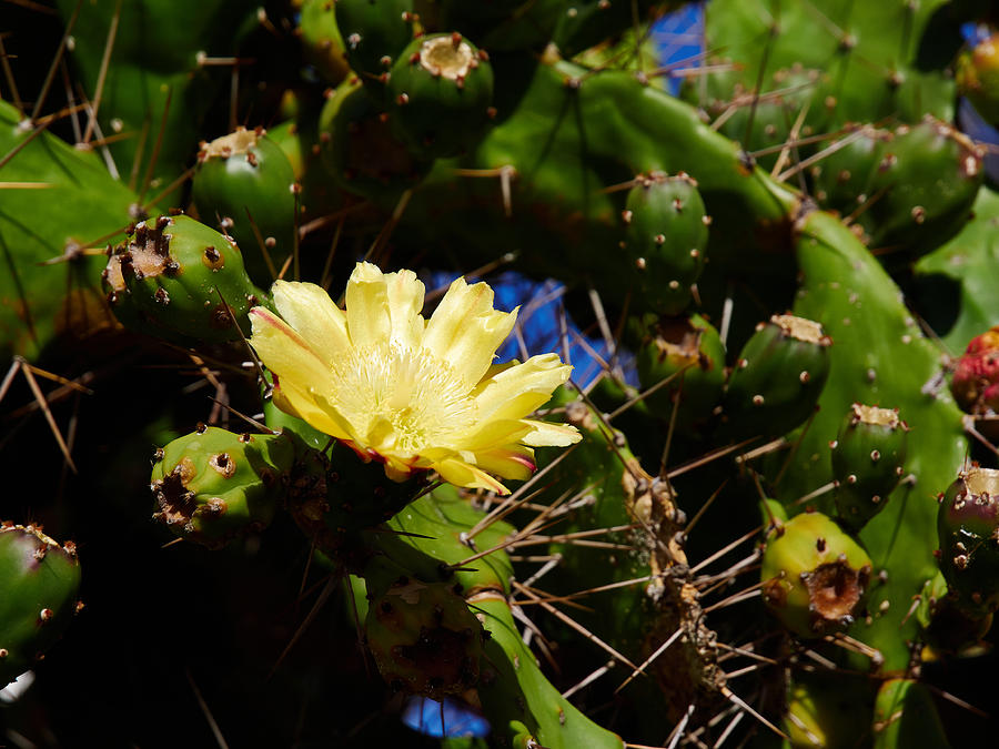 Cactus flower Photograph by Jouko Lehto