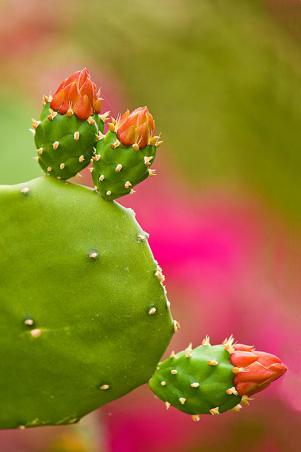 Cactus Flower Photograph by Lisa Chorny