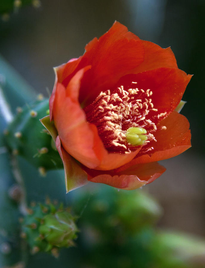 Cactus Flower Photograph by Matthew Bamberg