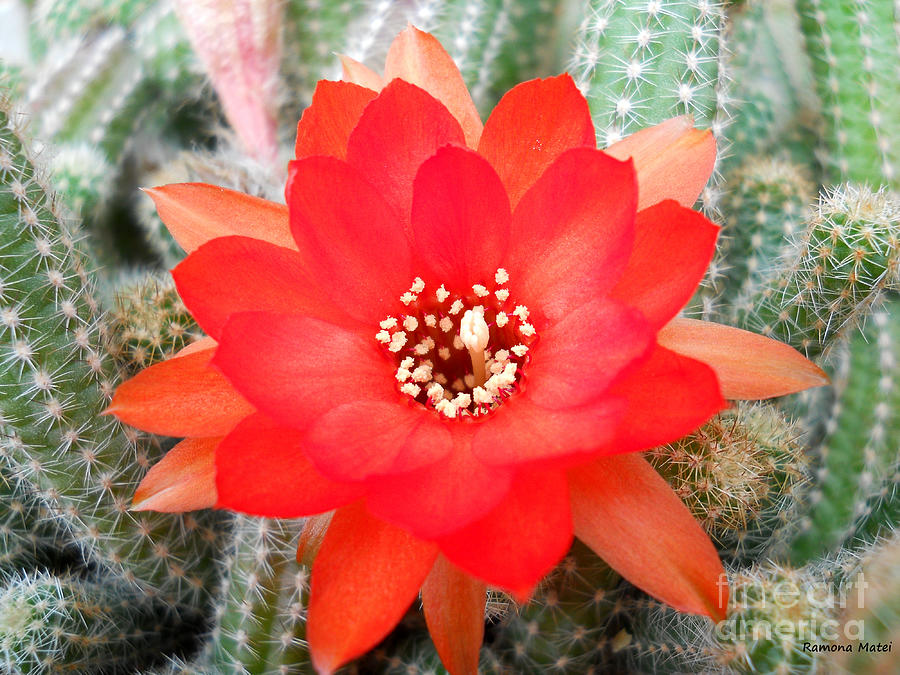 Cactus Flower Photograph by Ramona Matei