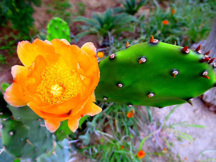 Nature Photograph - Cactus Flower by Randall Weidner