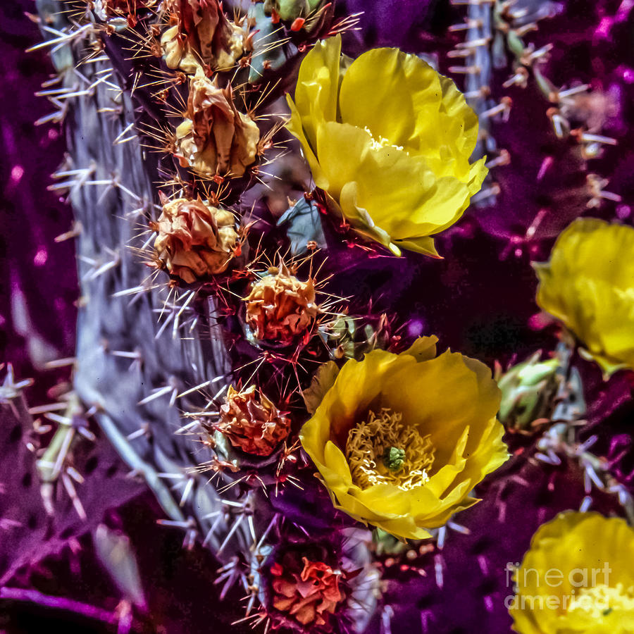 Cactus Flower Photograph by Randy Jackson