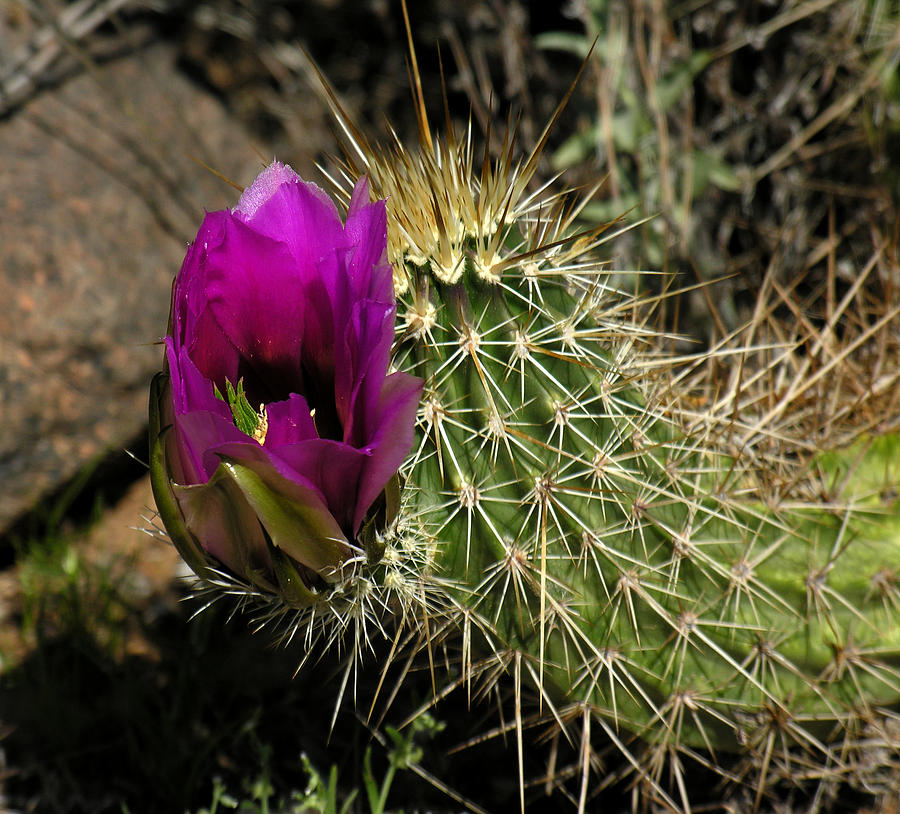 Cactus Flower Photograph by Robert Lozen