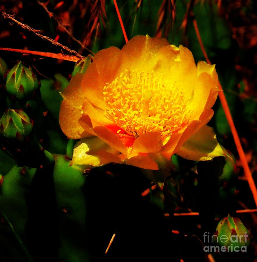 Cactus Flower Photograph by Rrrose Pix
