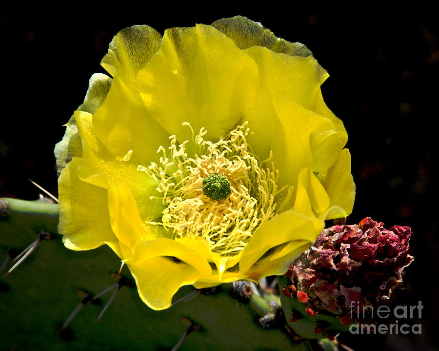 Cactus Flower Photograph by Sherry Davis