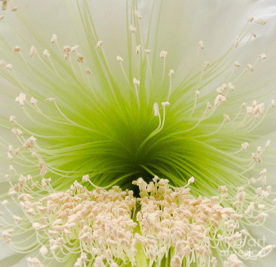 Cactus Flower Stamen Photograph by L J Oakes