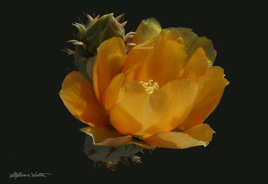 Cactus Flower Photograph by Stephanie Salter