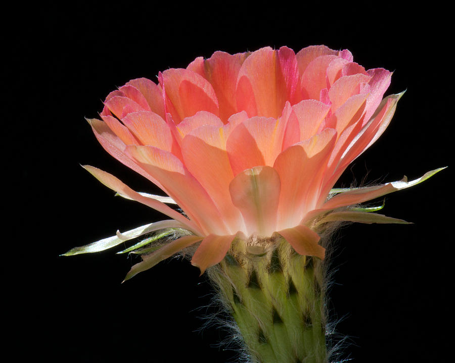 Cactus Flower by Steve Kaye Cactus Flower by Steve Kaye