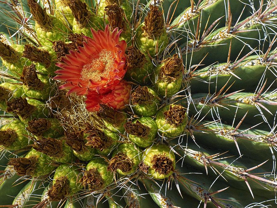 Cactus Flower Photograph by Steve Ondrus