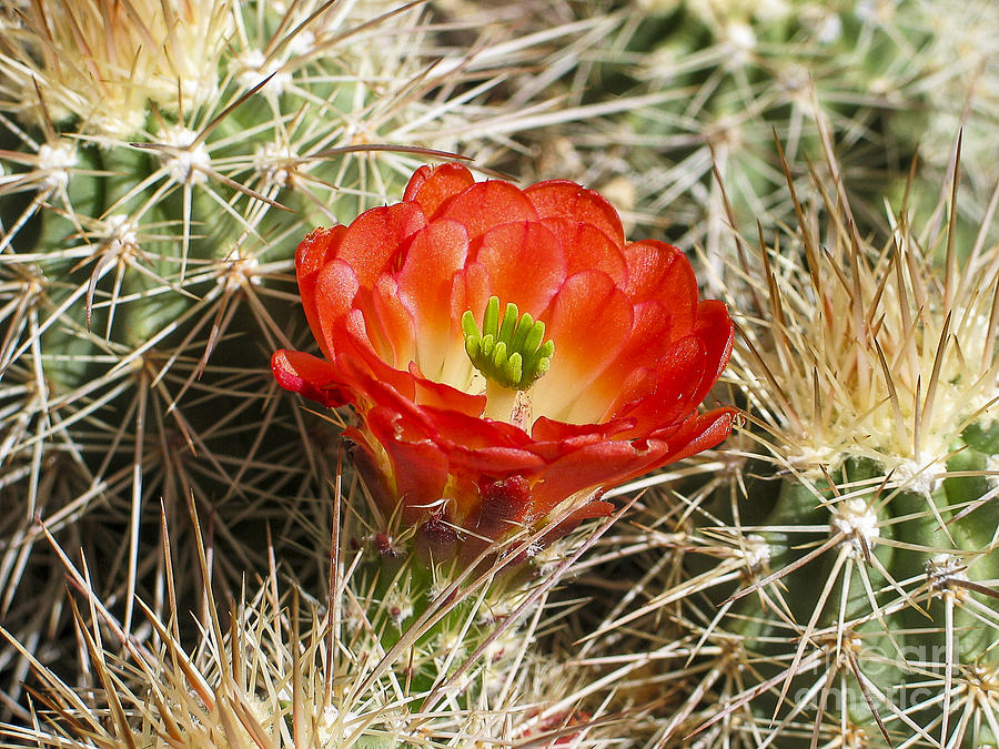 Cactus Flower Photograph by Steven Ralser