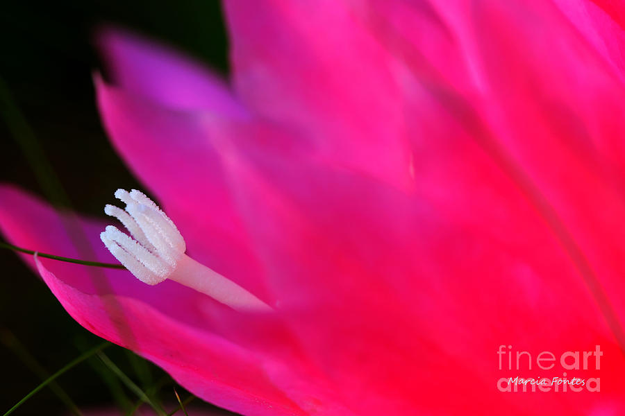 Nature Photograph - Cactus Flower Summer Bloom by Tap On Photo