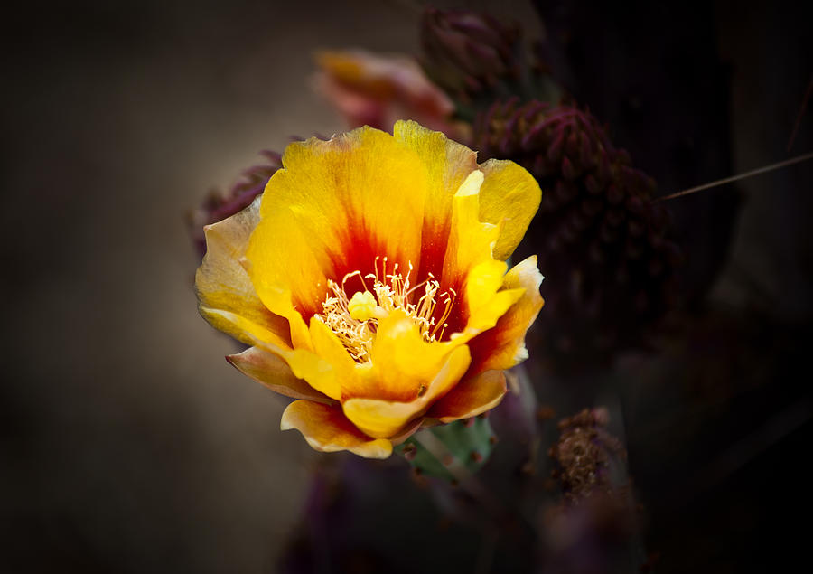 Summer Photograph - Cactus Flower by Swift Family