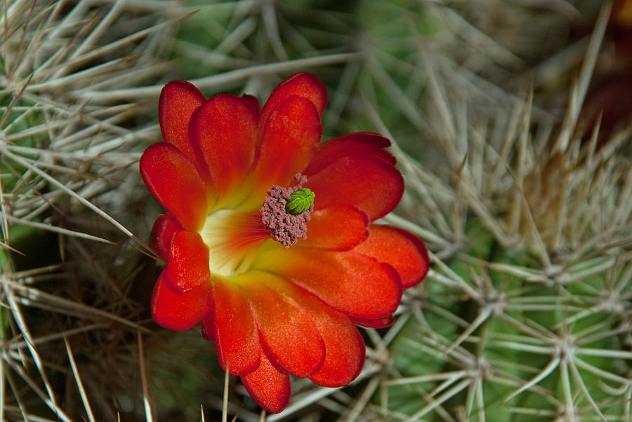 Cactus Flower Photograph by Tam Ryan