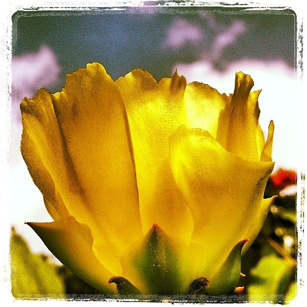 Flowers Still Life Photograph - #cactus #flower #yellow #instagram by Greta Olivas