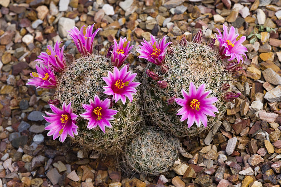 Cactus Flowers Arizona Photograph by Tom Vezo