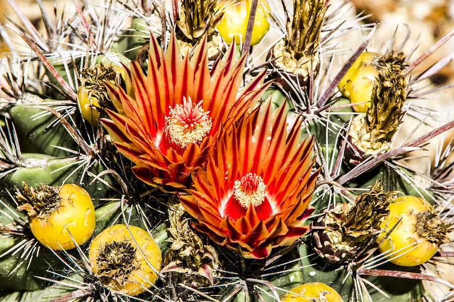 Cactus Flowers and Fruit Digital Art by Photographic Art by Russel Ray Photos