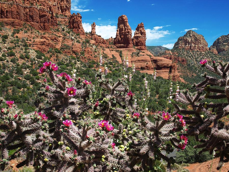 Flower Photograph - Cactus Flowers and Red Rocks by Steve Ondrus