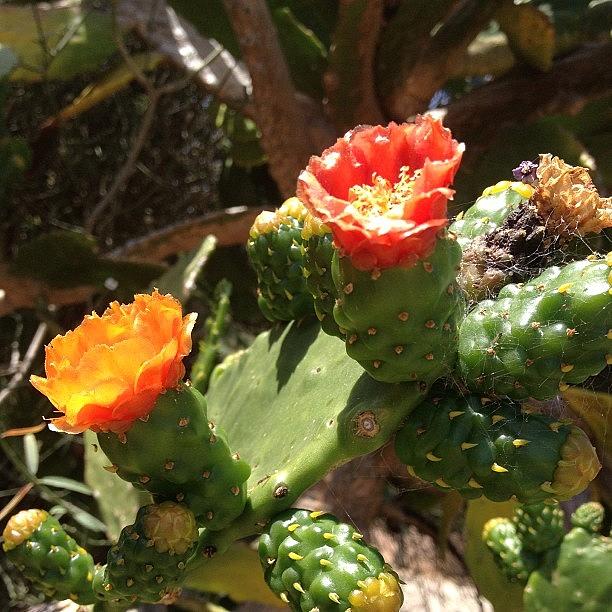 Cacti Photograph - Cactus Flowers And Spider Webs, Oh My! by Michele Beere
