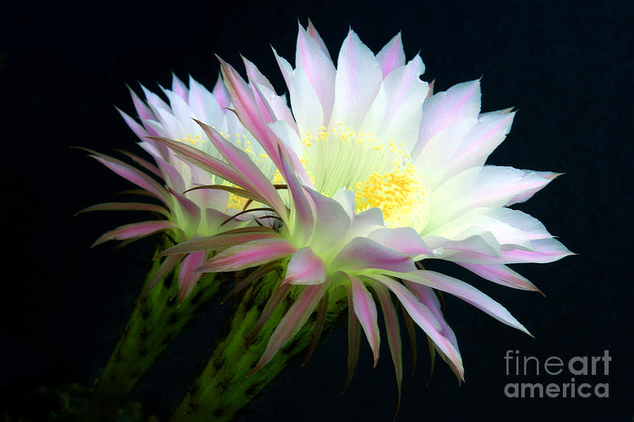 Cactus Flowers At Dawn Photograph by Douglas Taylor