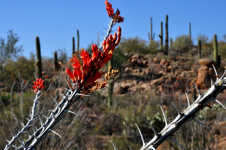 Cactus flowers Photograph by Diane Lent