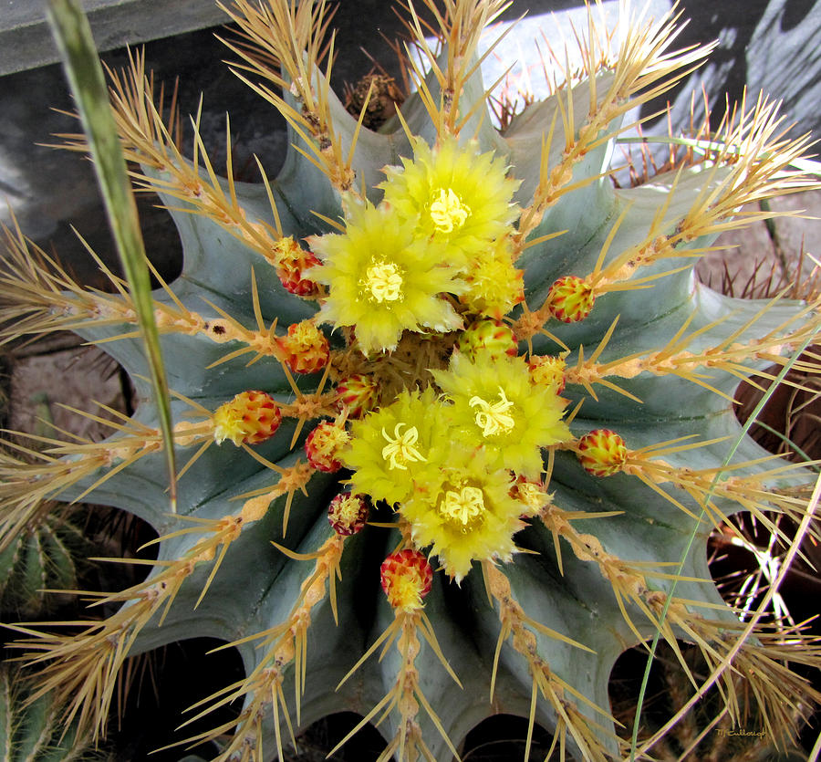 Cactus Flowers Photograph by Duane McCullough