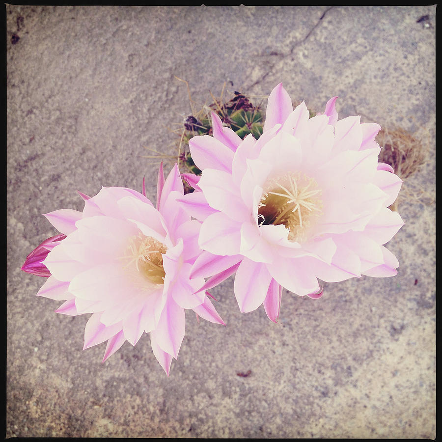 Cactus Flowers Photograph by Elvira Boix Photography Cactus Flowers Photograph by Elvira Boix Photography