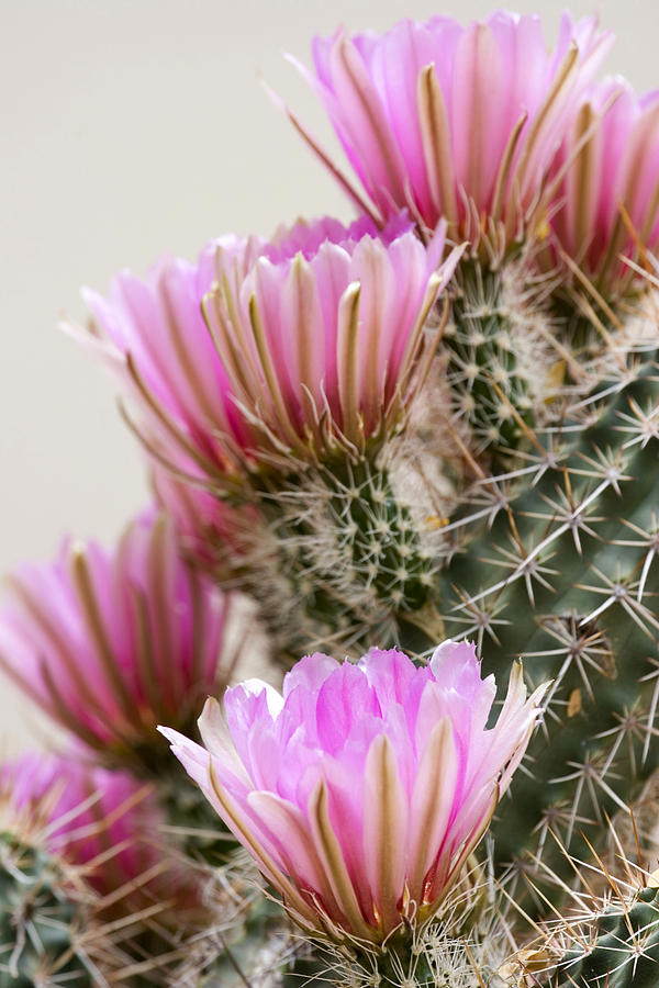 Cactus Flowers Photograph by Elvira Butler
