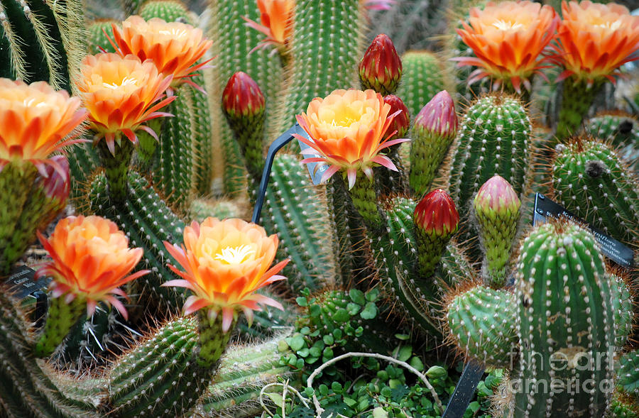 Flower Digital Art - Cactus flowers by Glenn Morimoto