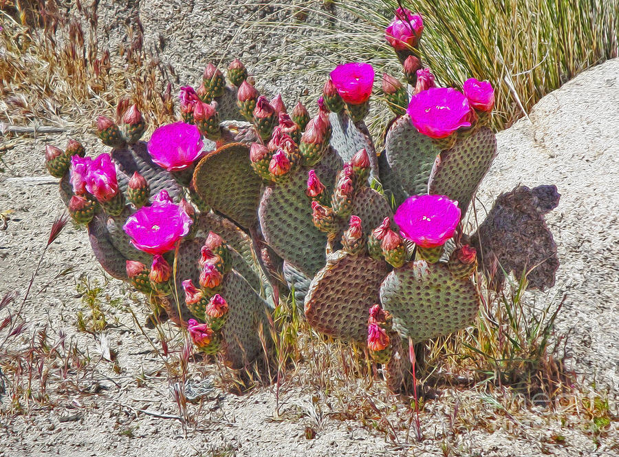 Desert Photograph - Cactus Flowers by Gregory Dyer