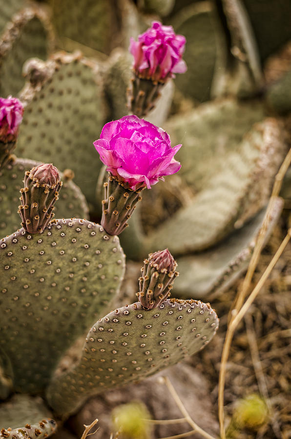 Cactus Flowers Photograph by Heather Applegate