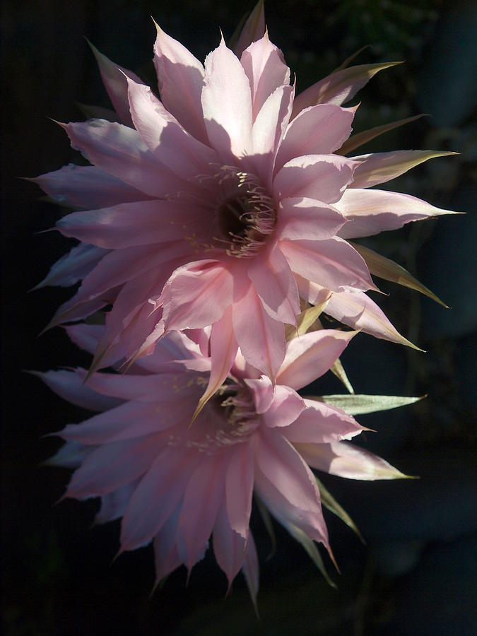 Cactus Flowers in Pink Photograph by Joe Schofield