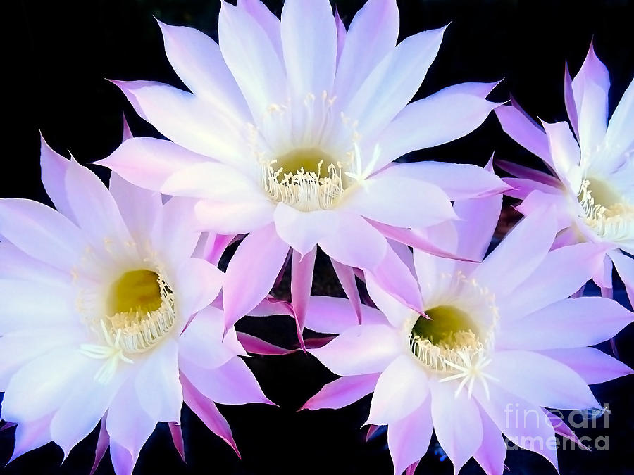 Cactus Flowers Photograph by Nina Ficur Feenan