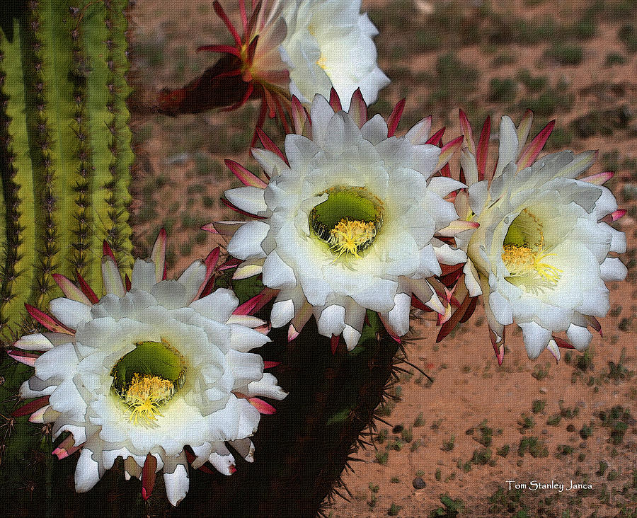 Cactus Flowers Out in Surprise Arizona Photograph by Tom Janca