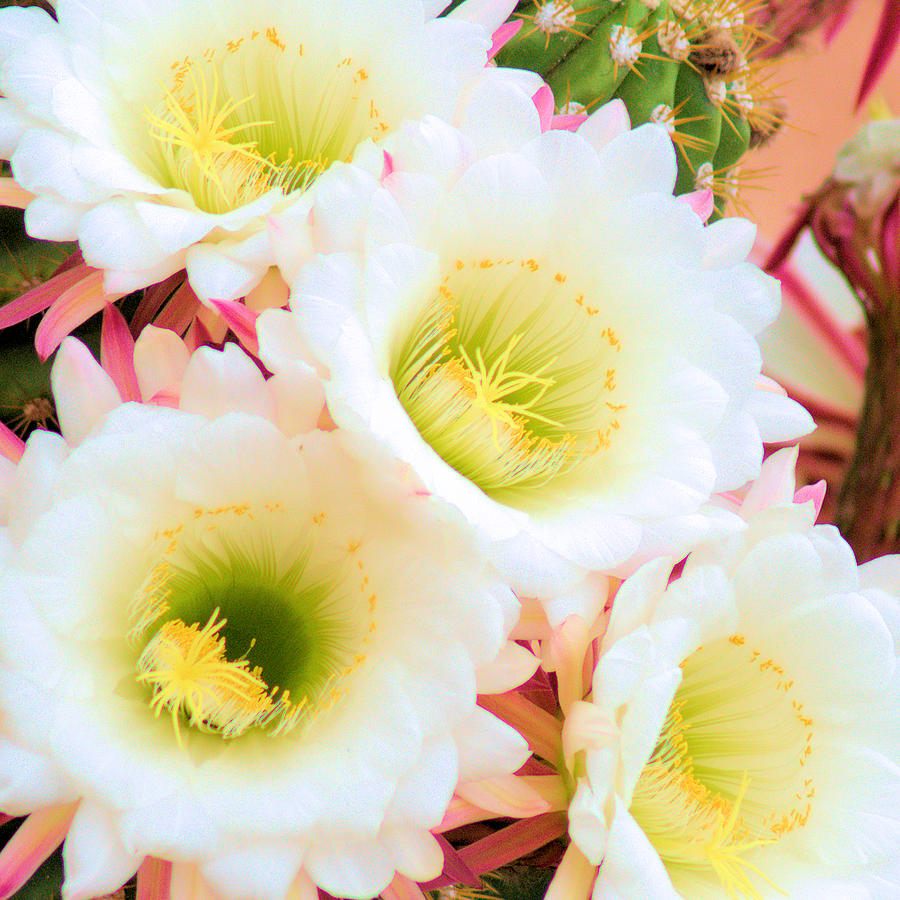 Cactus Flowers Photograph by Patricia Quandel