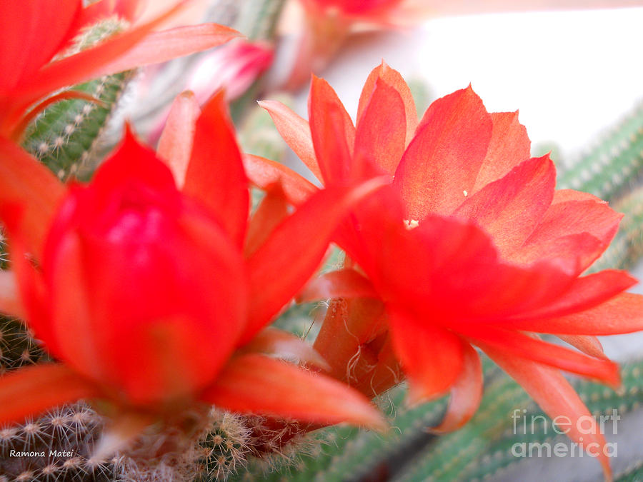 Cactus Flowers Photograph by Ramona Matei
