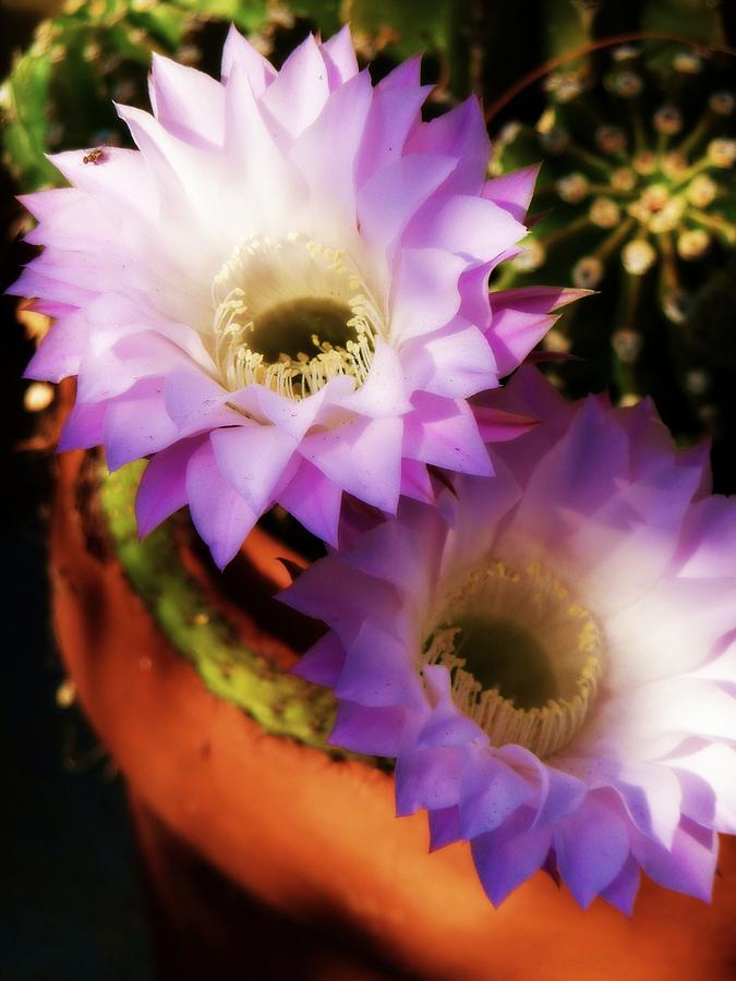 Cactus Flowers Two Photograph by Jodie Marie Anne Richardson Traugott          aka jm-ART