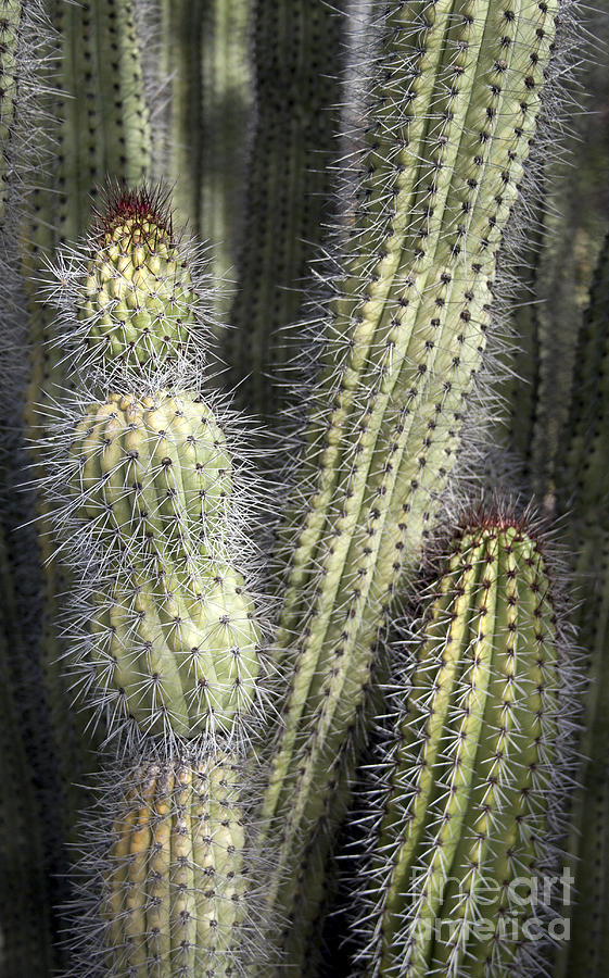 Cactus forest Photograph by James Moore