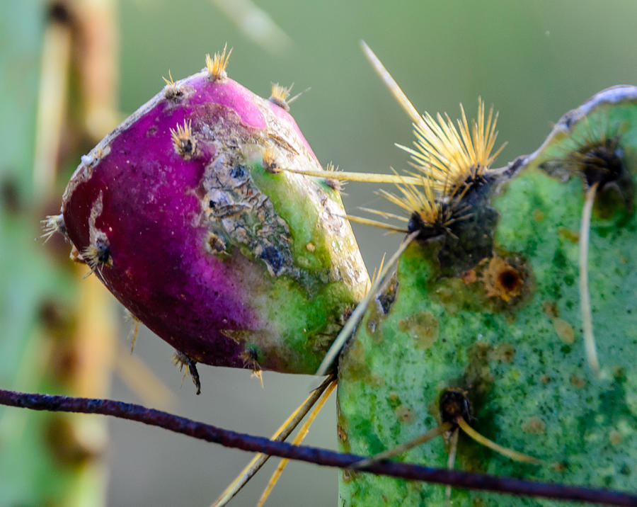 Cactus Fruit Photograph - Cactus Fruit by Don L Williams Cactus Fruit Photograph - Cactus Fruit by Don L Williams