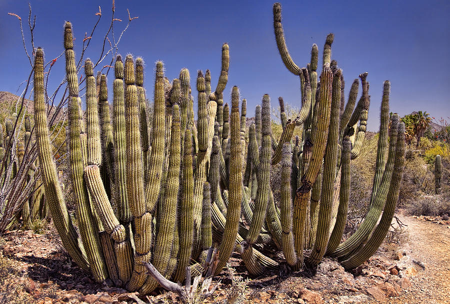 Cactus Garden 2 Photograph by Diana Powell