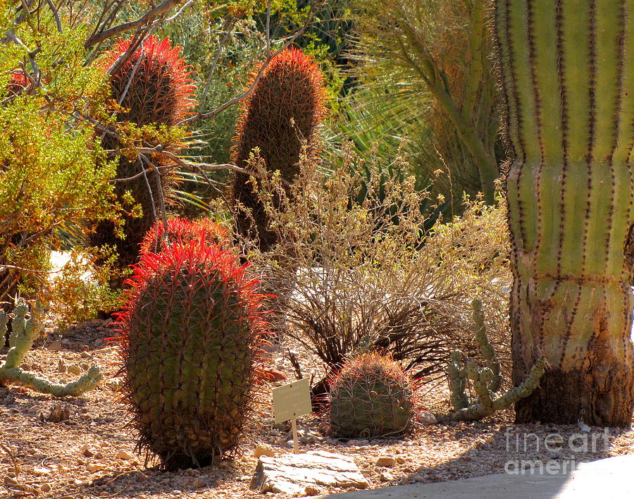 Cactus Garden Photograph by Marilyn Smith