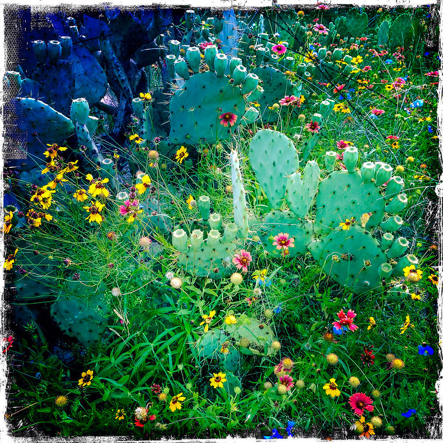 Cactus Garden Photograph by Randy Green
