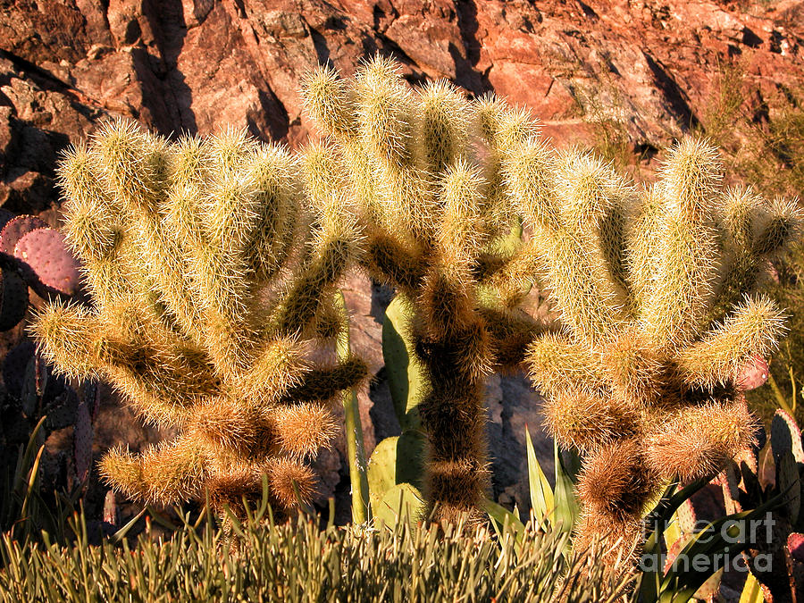 Phoenix Photograph - Cactus Garden by Timothy Hacker