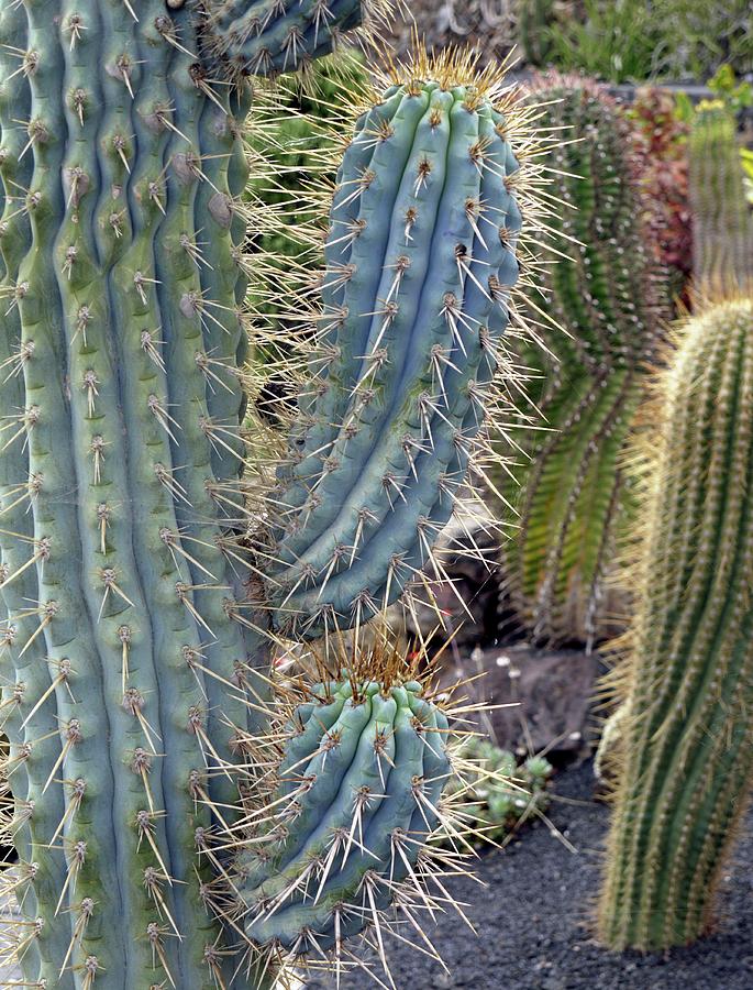 Cactus Photograph - Cactus Garden by Tony Craddock/science Photo Library