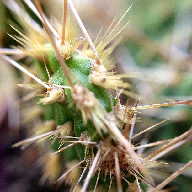 Summer Photograph - #cactus #gardening #plant #nofilter by Casey  Moretz 