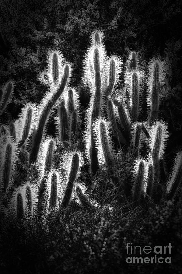 Cactus Glow Photograph